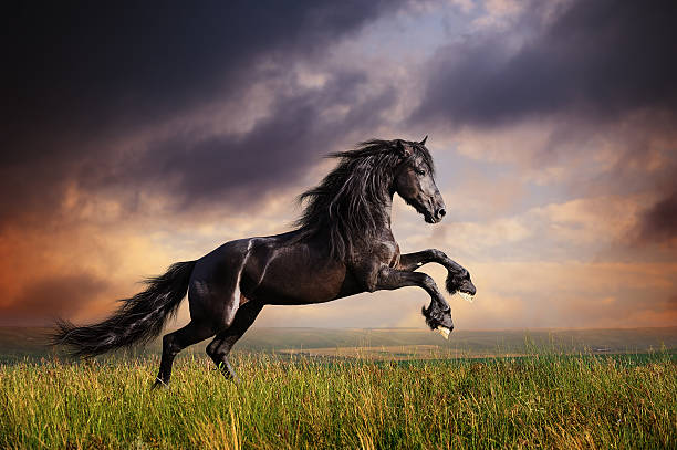 Graceful Animals: The Friesian Horse