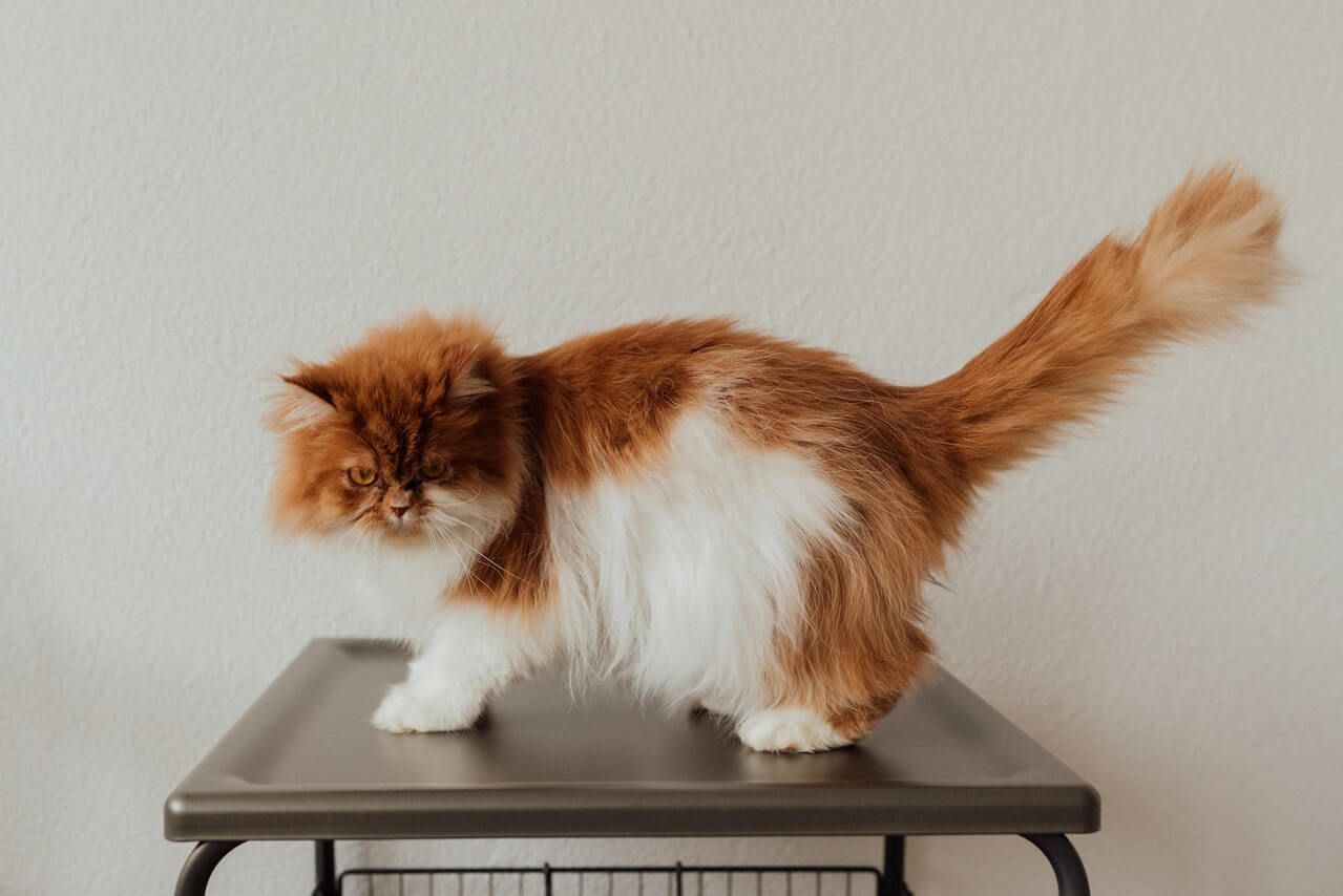 Graceful Animals: The Persian Cat