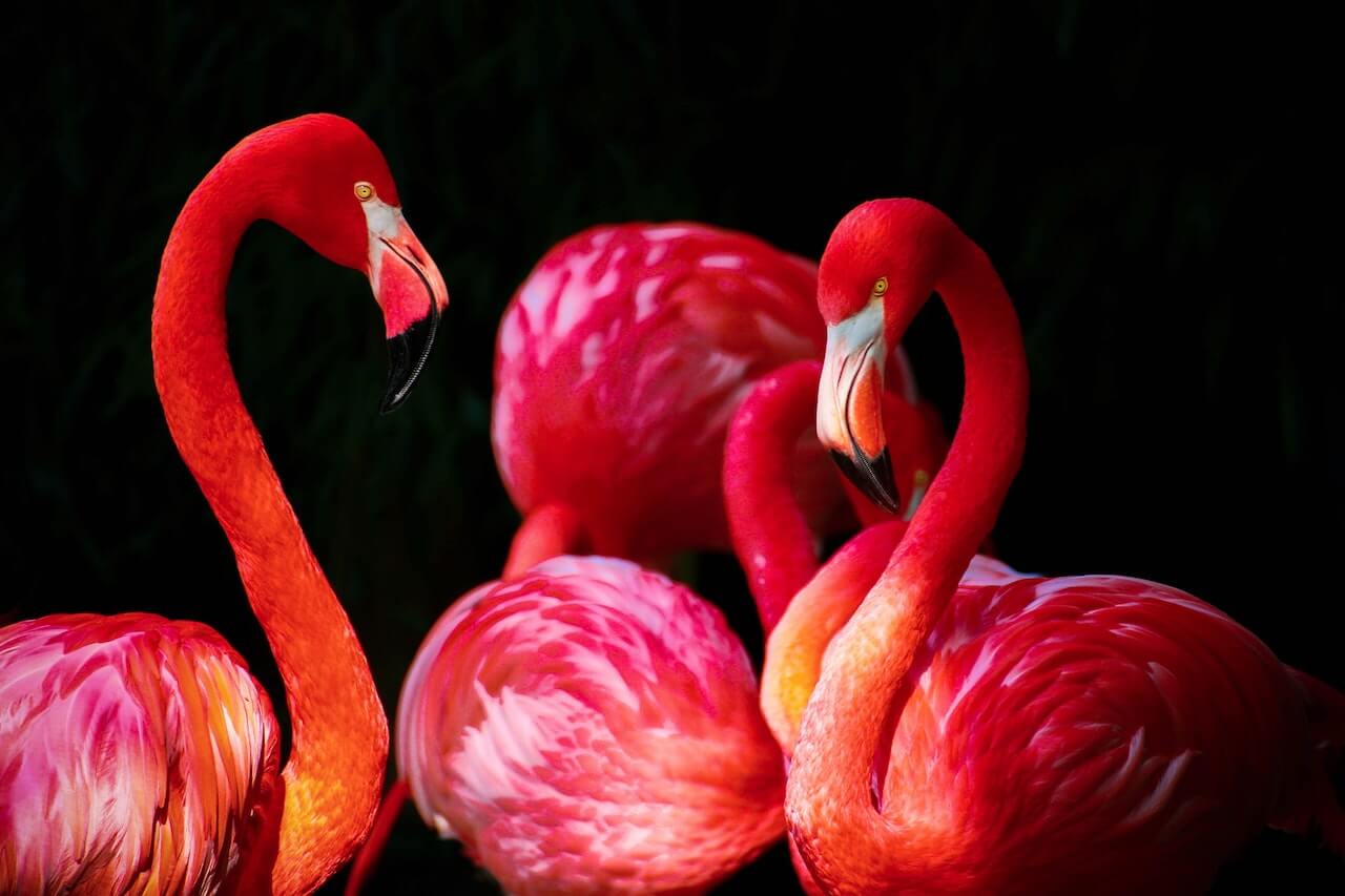 Graceful Animals: The Flamingos