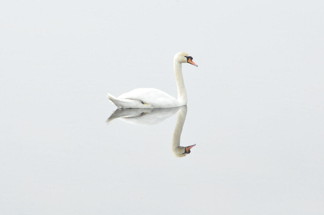 Graceful Animals: The Swan