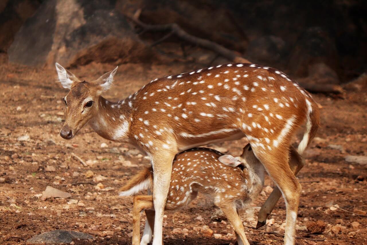 Graceful Animals: The Axis Deer