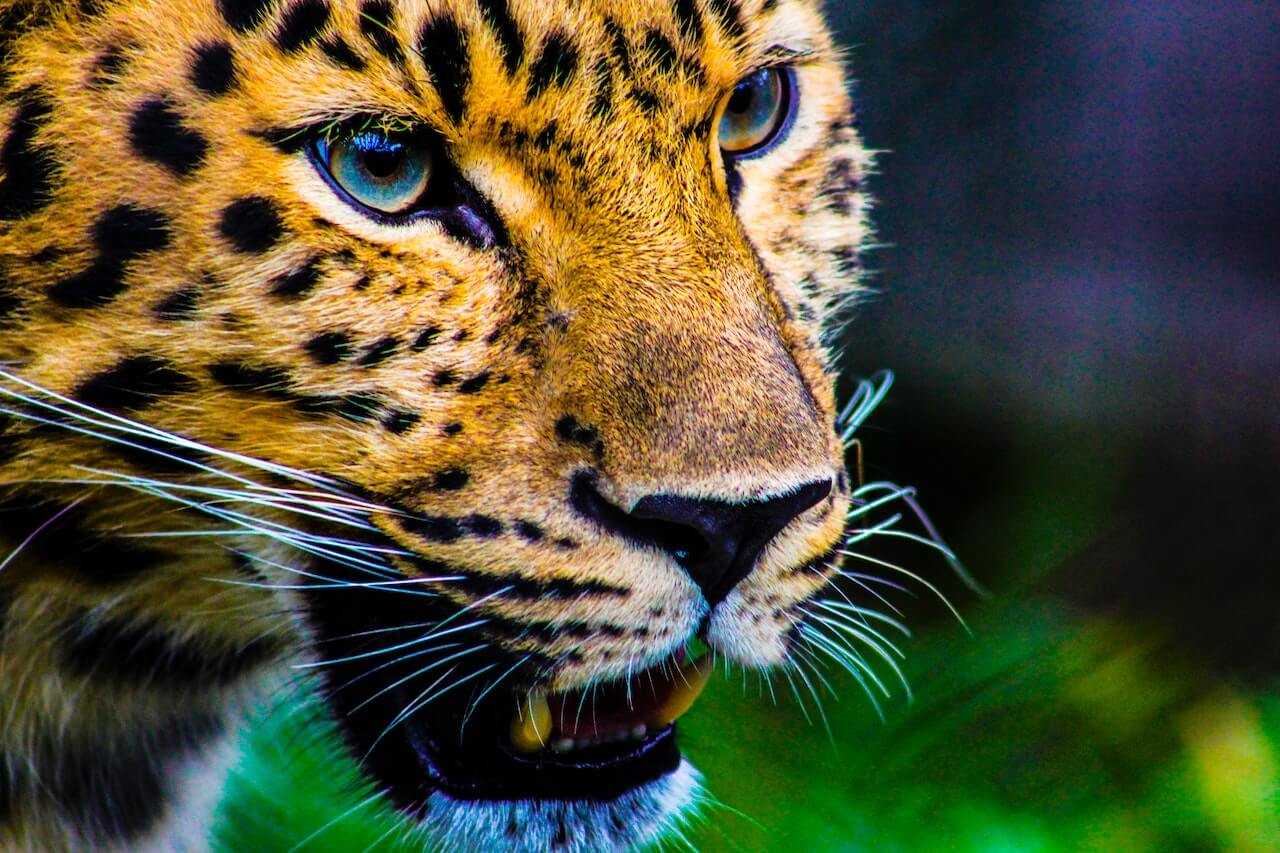 Graceful Animals: The Jaguar